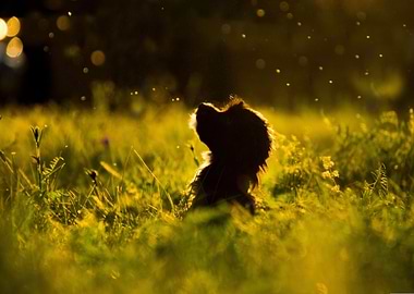 Dog silhouette in golden field