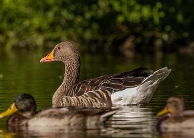 Goose and Ducks on Water