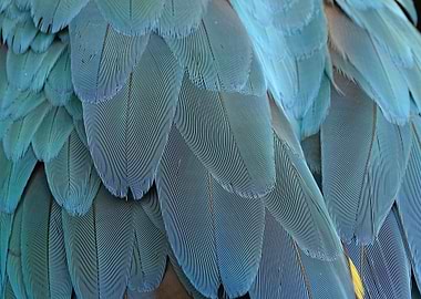 Close-up of Blue and Teal Feathers