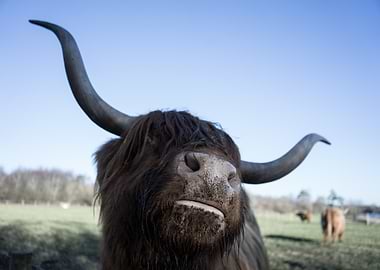 Highland Cow Portrait