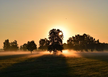 Sunrise through trees in misty field