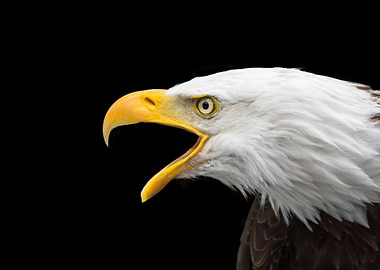 Bald Eagle Portrait on Black Background