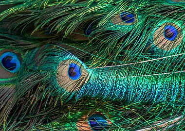 Peacock Feathers Close-Up
