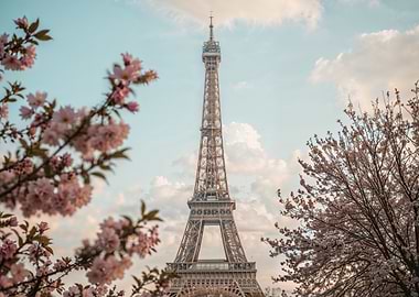 Eiffel Tower with Cherry Blossoms