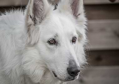 White Shepherd Dog Portrait