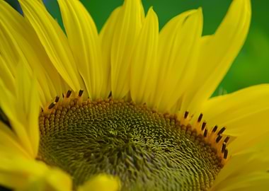 Close-up of a vibrant yellow sunflower