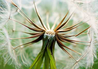 Dandelion Seed Head Close-Up