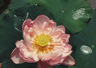 Pink Lotus Flower with Water Droplets