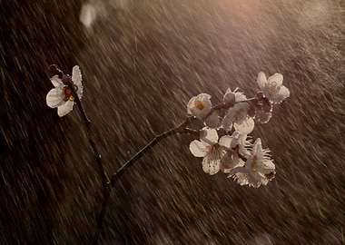 White Blossoms in Rain