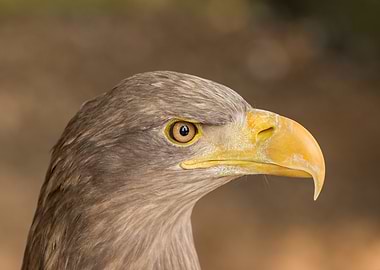 Eagle Portrait: Majestic Bird of Prey