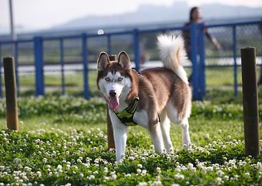 Husky dog in a field of clovers