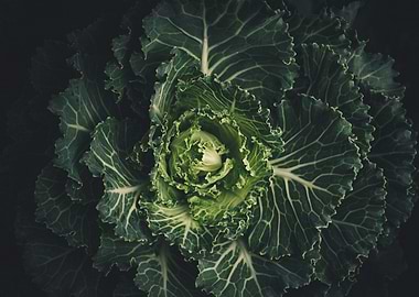 Ornamental Cabbage Close-Up