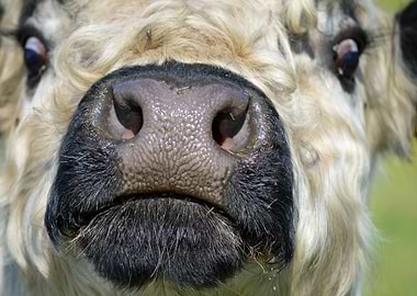 Close-up of a Cow's Face