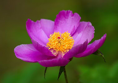 Pink Peony Flower Close-Up
