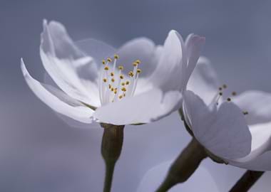 Delicate White Cherry Blossom Close-Up