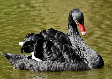 Black Swan Swimming in Water