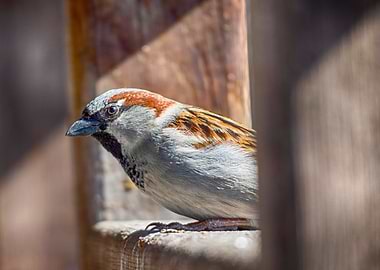 Sparrow perched on wooden structure
