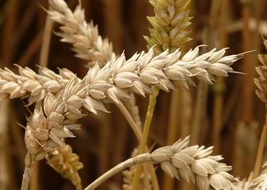 Close-up of Wheat Stalks