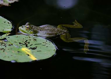 Frog on Lily Pad in Pond