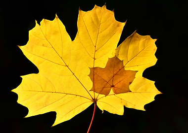 Yellow Maple Leaf with Smaller Leaf