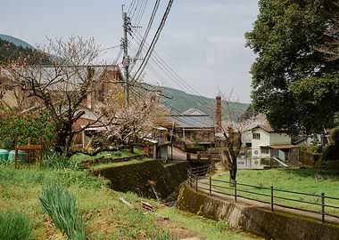 Japanese Village with Cherry Blossoms