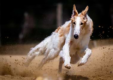 Running Borzoi Dog