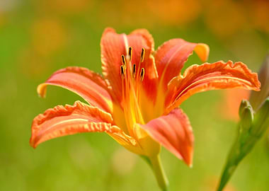 Orange Lily Flower Close-Up