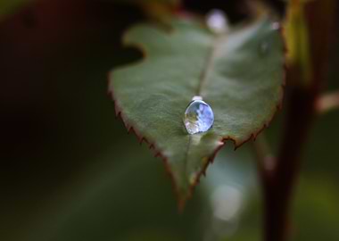 Water Drop on Leaf