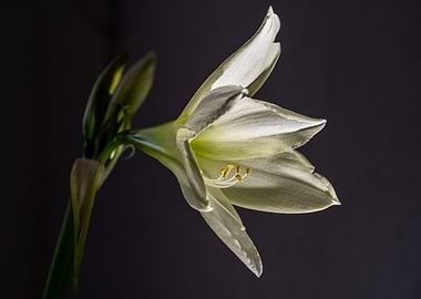 Elegant White Amaryllis Flower Close-Up