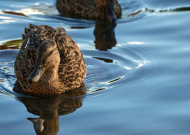 Ducks swimming in blue water