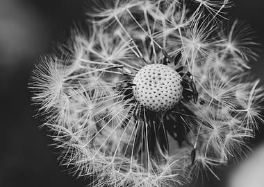 Black and White Dandelion Close-Up