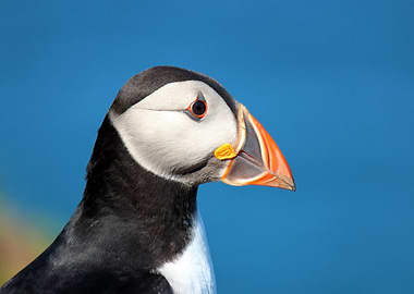 Puffin Portrait with Blue Background