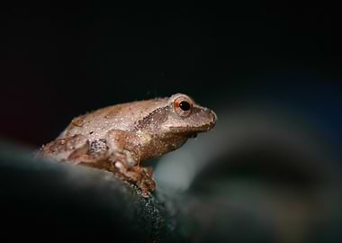 Small Brown Frog Portrait