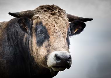 Close-up Portrait of a Brown Bull