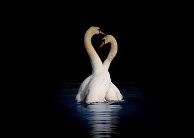Swans in Love