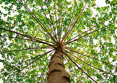 Looking Up Through Tree Canopy