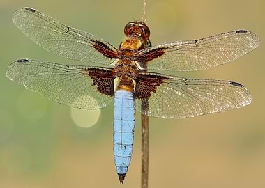 Broad-bodied Chaser Dragonfly on a Twig