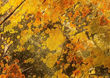 Lichen on Rock Texture