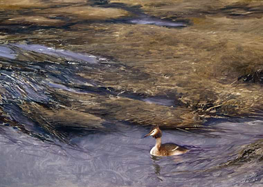 Great Crested Grebe in Water Painting