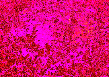 Abstract Pink and Red Texture