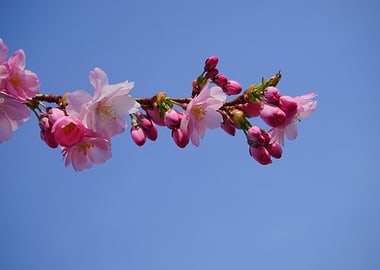 Cherry Blossoms Against Blue Sky