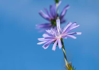 Chicory Flower Against Blue Sky