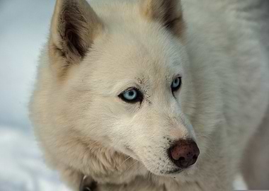 White Husky with Blue Eyes Portrait