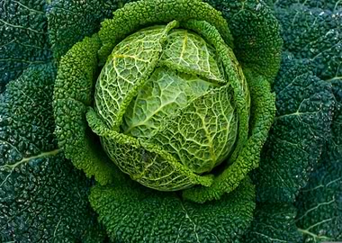 Savoy Cabbage Close-Up