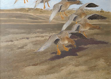 Geese in Flight Painting