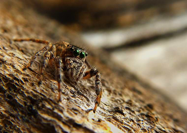 Jumping Spider Close-Up on Wood