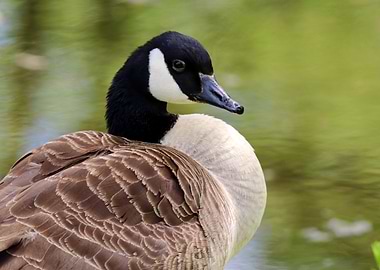 Close-up of a Canada Goose