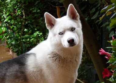 White Husky Portrait in Garden Setting