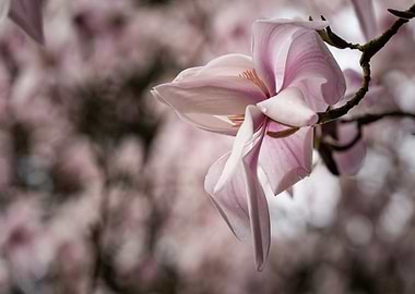 Magnolia Blossom Close-Up
