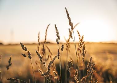 Golden Field at Sunset